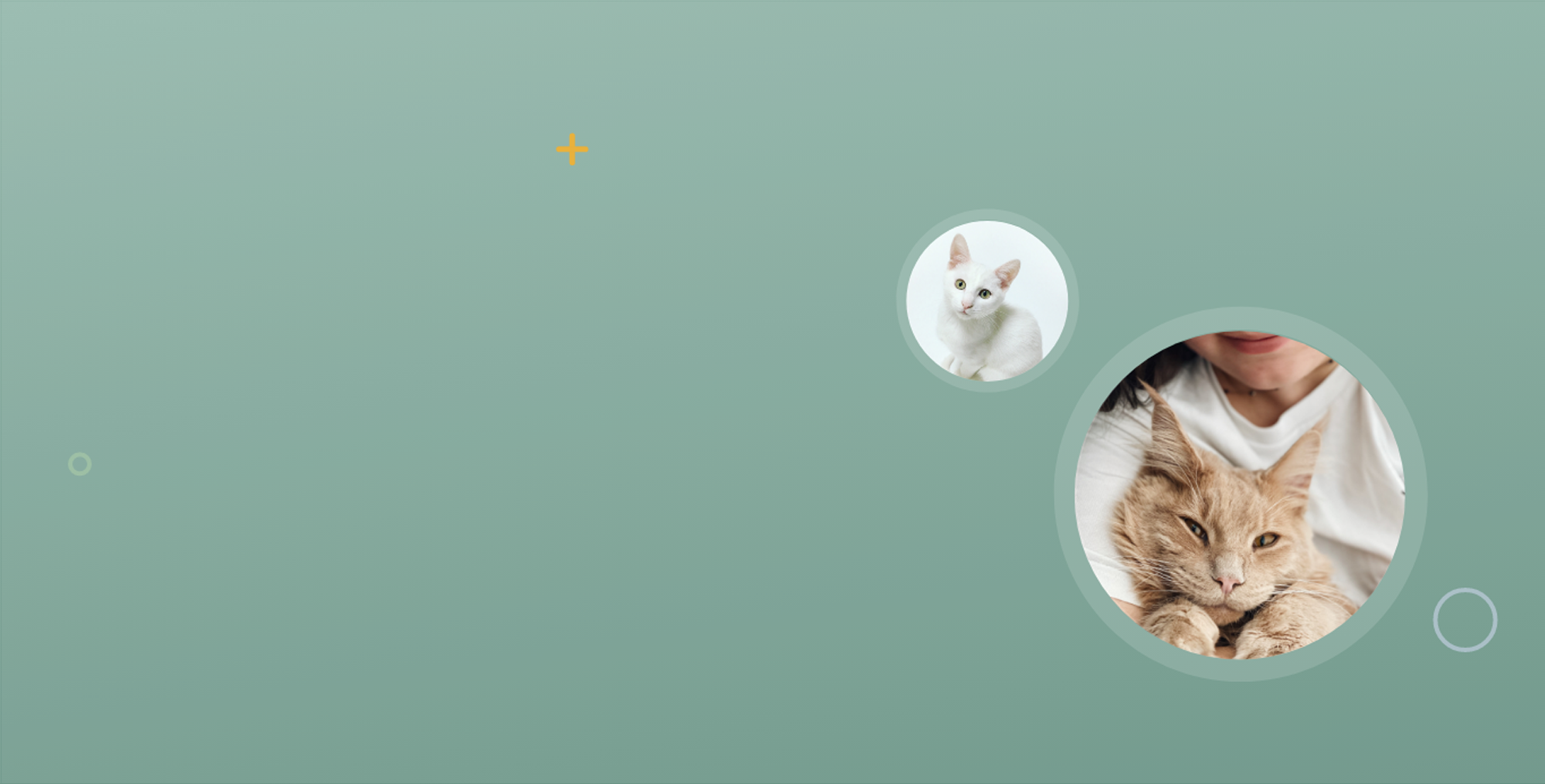 Catsitter