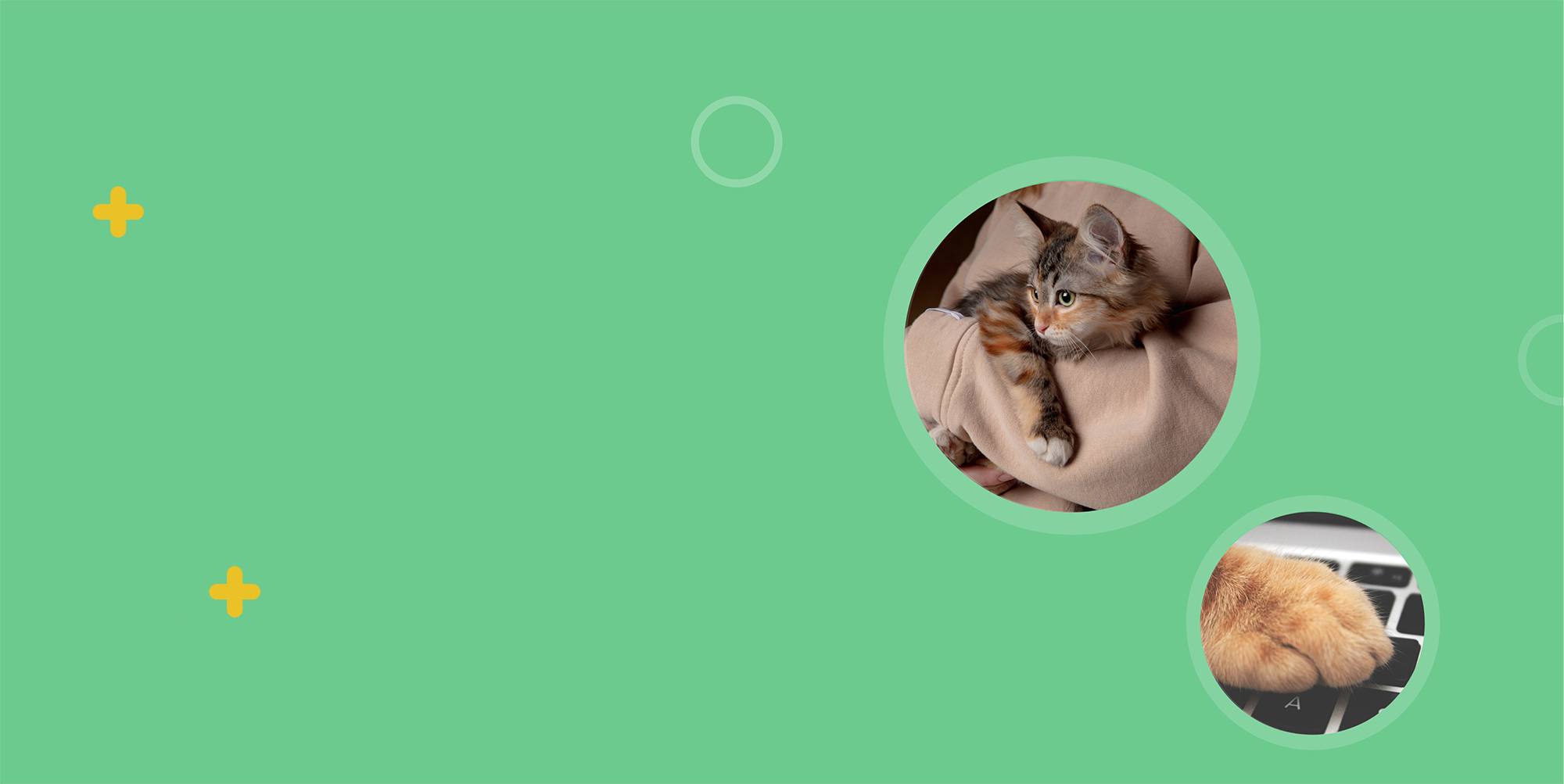 Catsitter