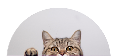 Catsitter